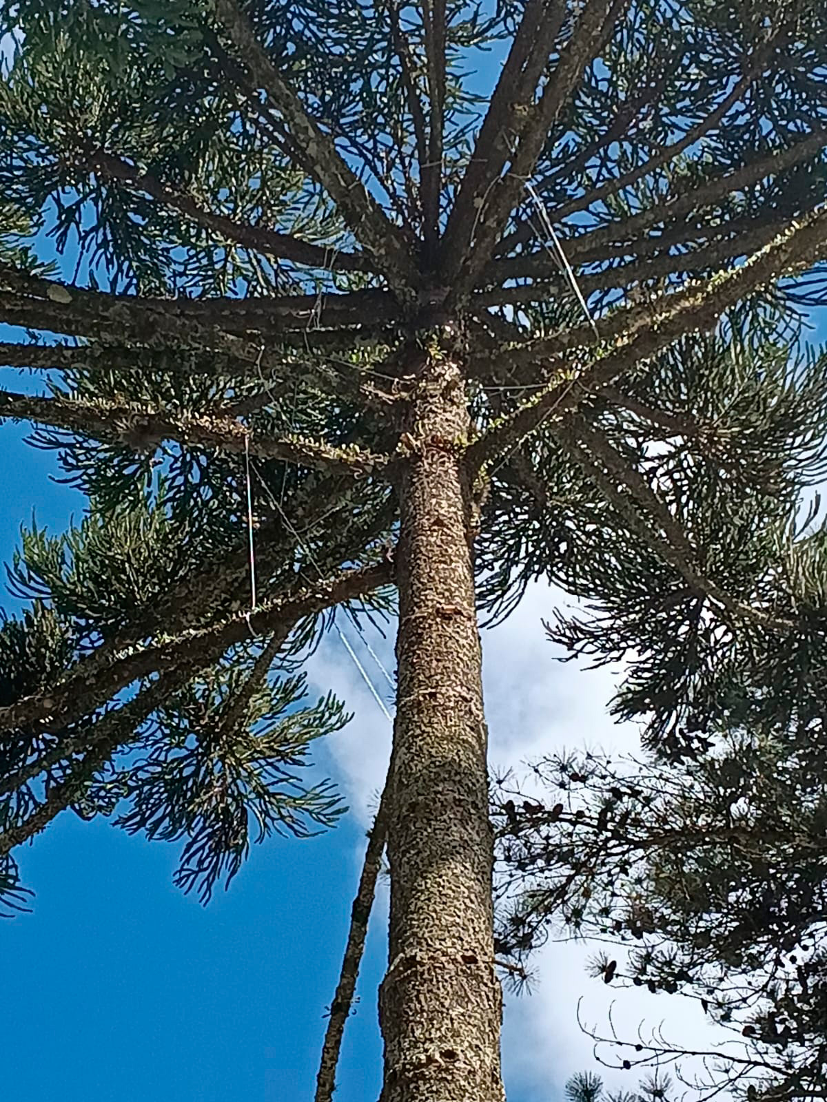 araucaria-2