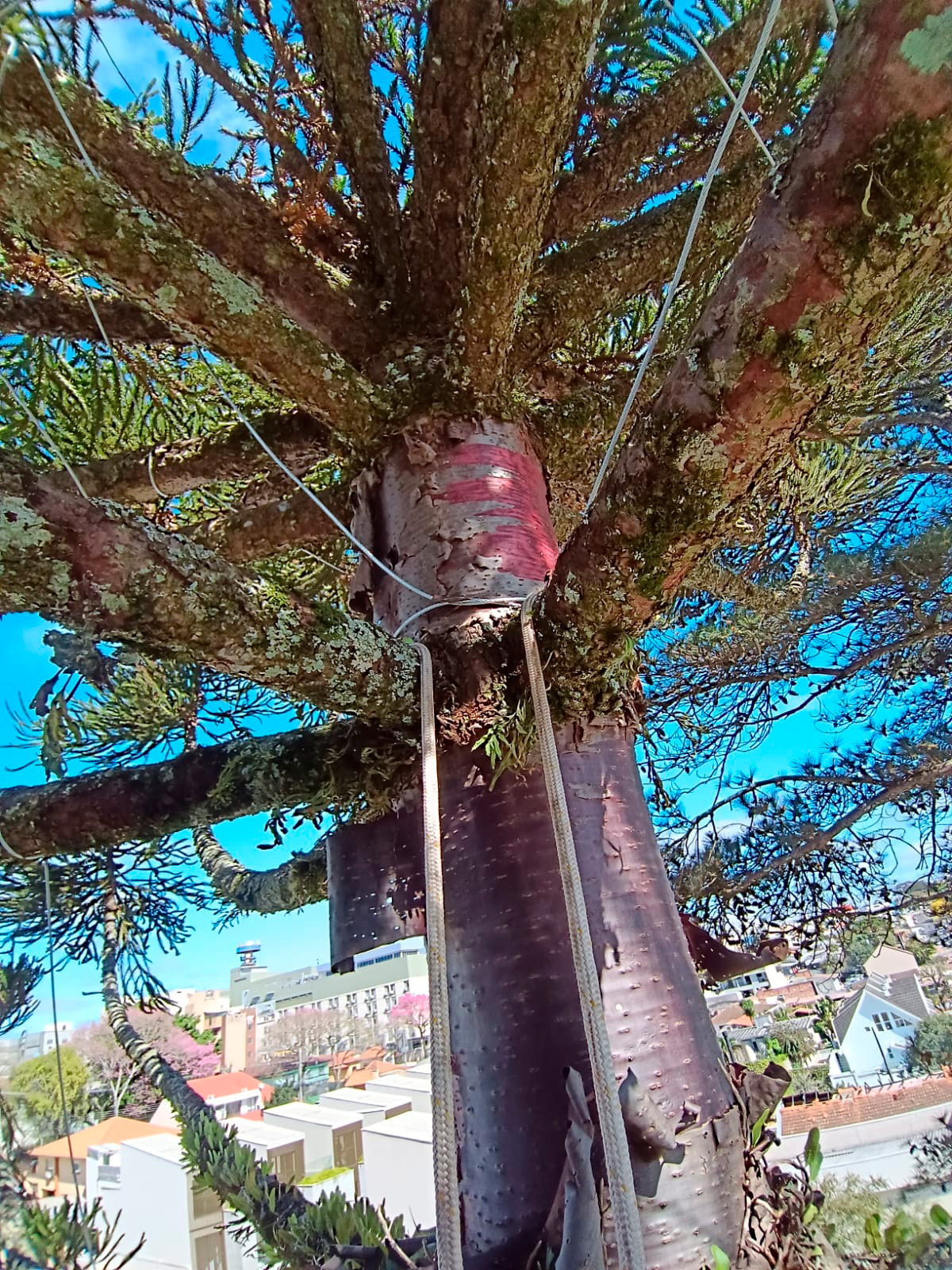 araucaria-4