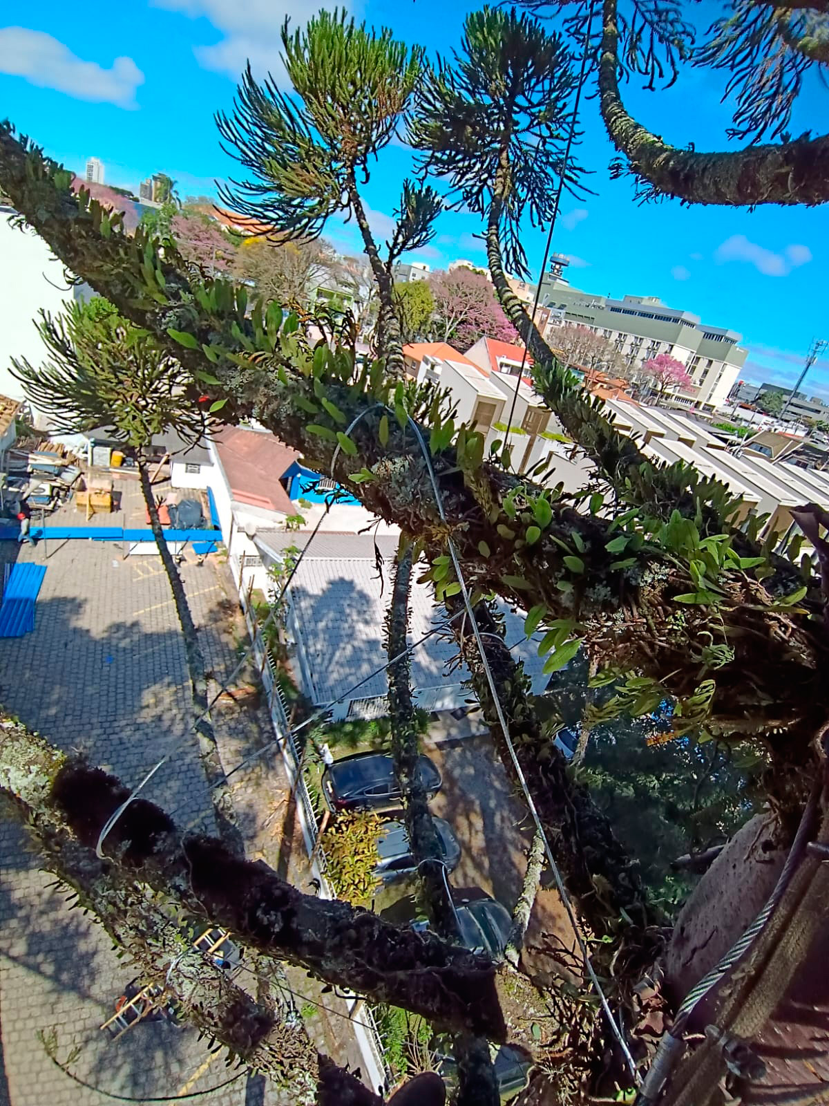 araucaria-6