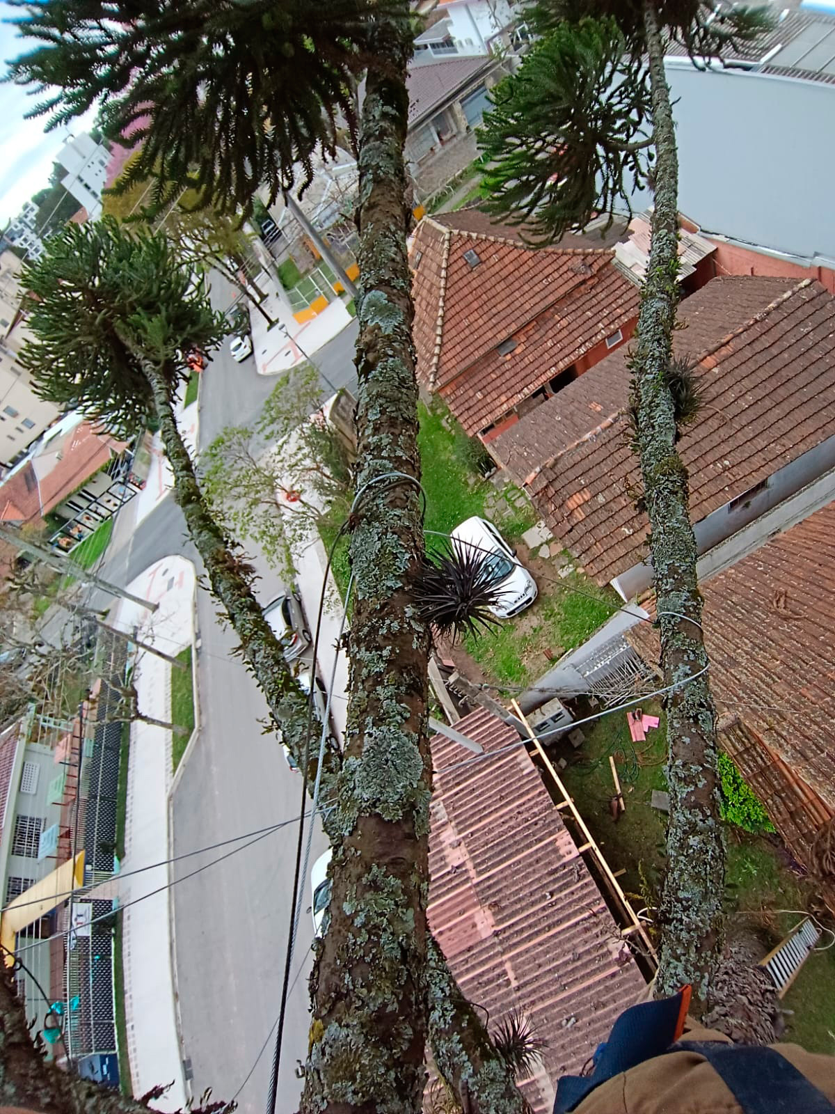 araucaria-8