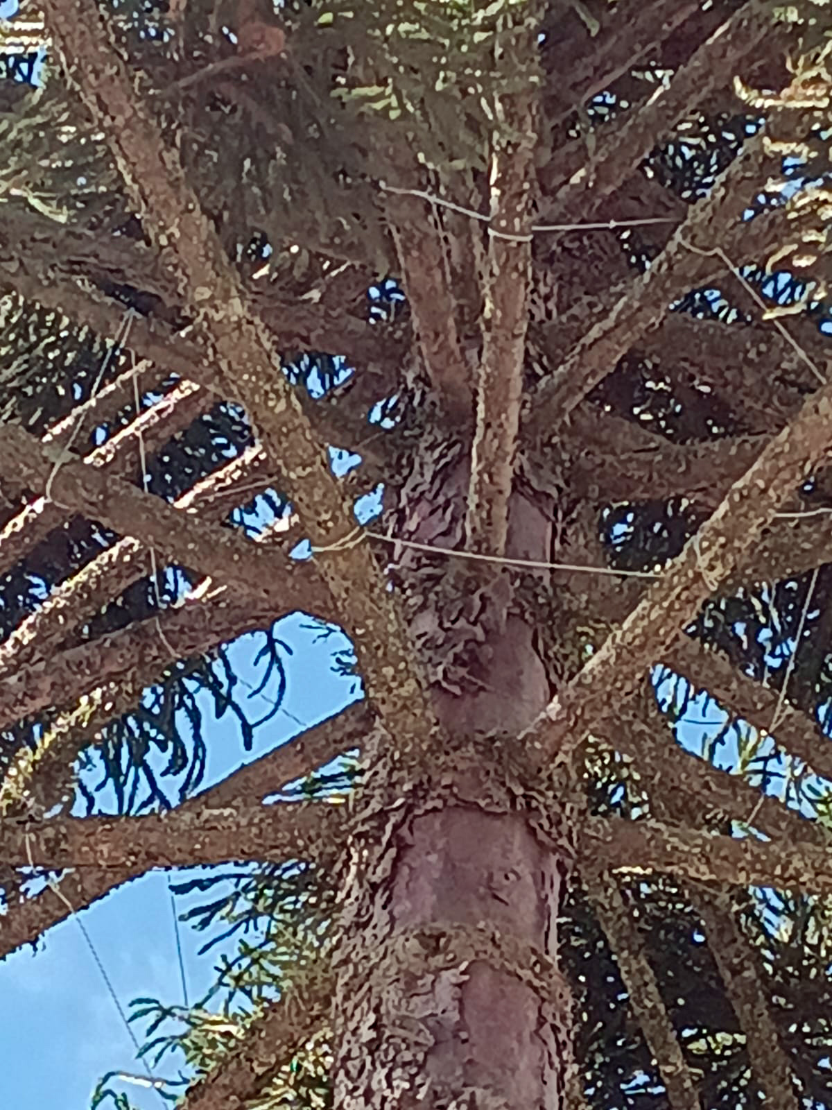 araucaria-9